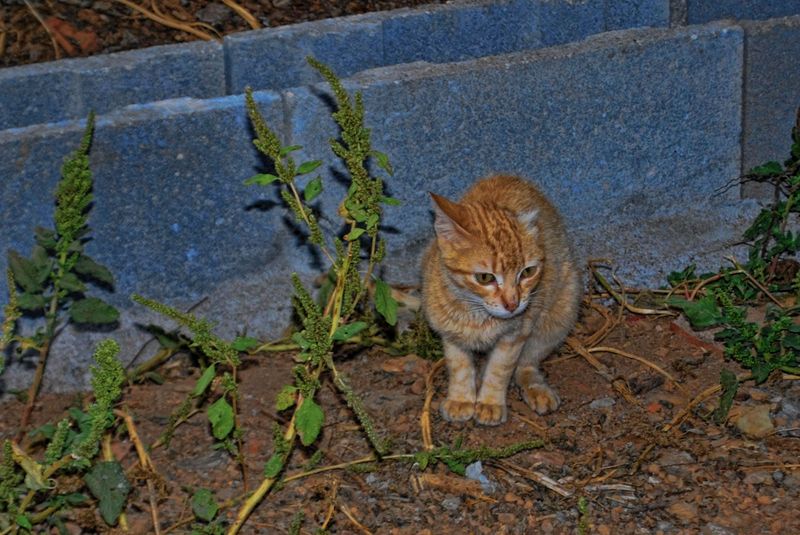 Cat at Lameiras Farm in the City of Tomar in Portugal